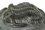 Detailed Hollardops Trilobite Fossil - Ofaten, Morocco #323702-1